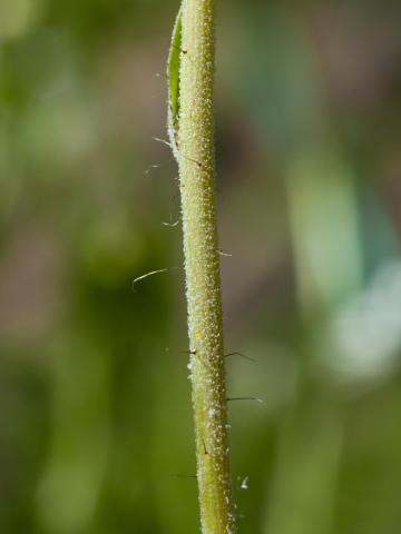 Épervière fleurs nombreuses(Pilosella x floribunda)_2