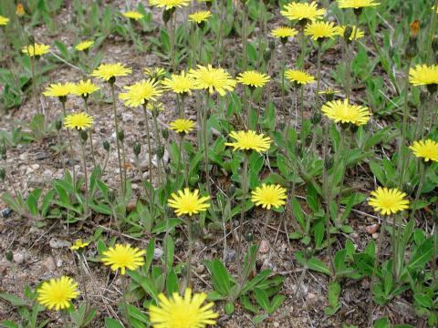 Épervière piloselle(Pilosella officinarum)_1