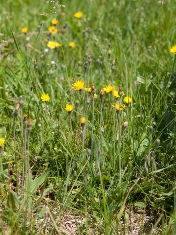 Épervière piloselle(Pilosella officinarum)_5