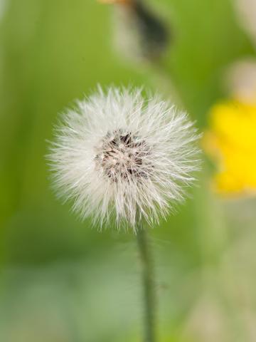 Épervière piloselle(Pilosella officinarum)_7