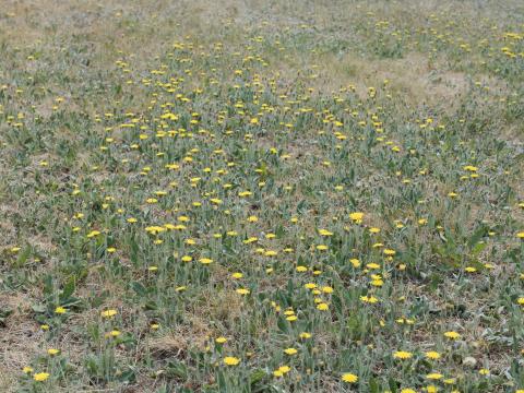 Épervière piloselle(Pilosella officinarum)_8