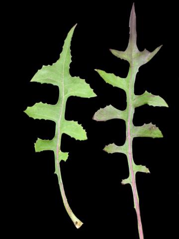 Laitue Canada (Lactuca canadensis)_3