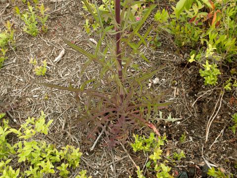 Laitue Canada (Lactuca canadensis)_5