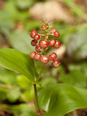 Maianthème Canada (Maianthemum canadense)_4