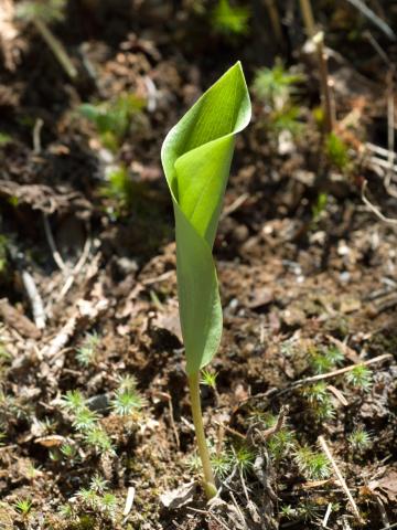 Maianthème Canada (Maianthemum canadense)_8