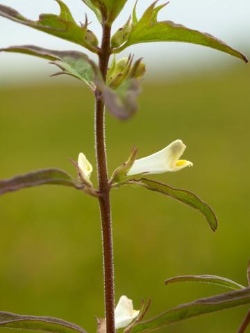 Mélampyre linéaire (Melampyrum lineare)_2