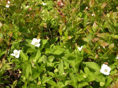 Quatre temps (Cornus canadensis)_6