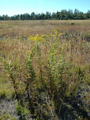 Verge d'or rugueuse(Solidago rugosa)_3