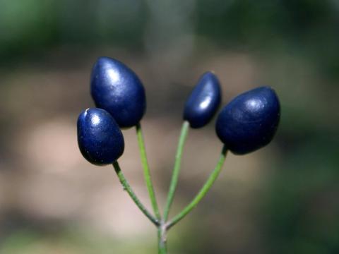 Clintonie boréale(Clintonia borealis)_2