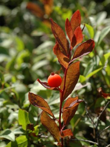 Comandre livide(Geocaulon lividum)_1