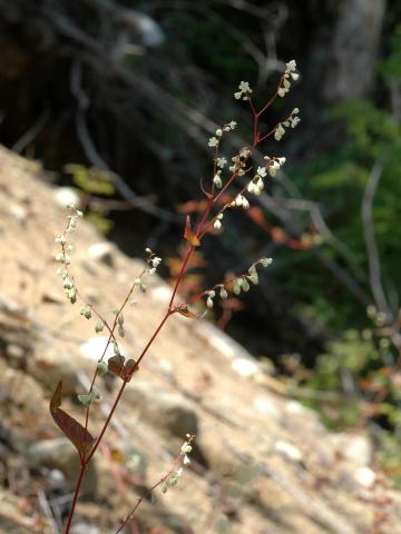 Renouée noeuds ciliés (Fallopia cilinodis)_1