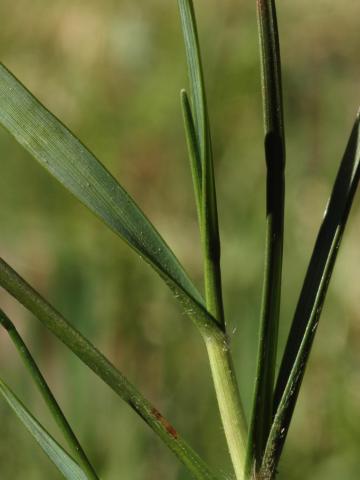 Danthonie épi(Danthonia spicata)_4