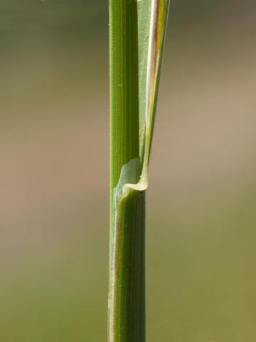 Pâturin comprimé (Poa compressa)_5