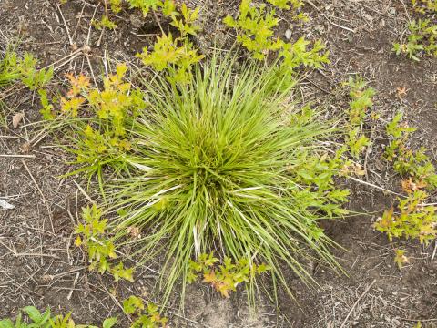 Carex fruits glabres(Carex tonsa)_1