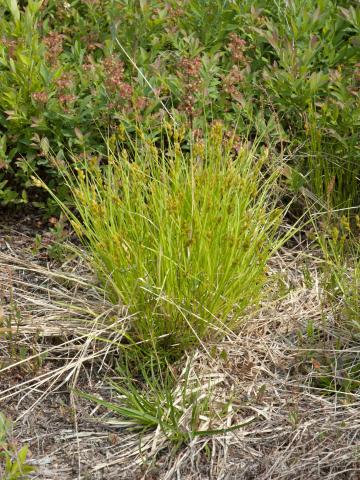 Carex fourrager(Carex foenea)_1