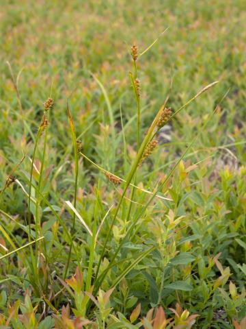 Carex Houghton(Carex houghtoniana)_1