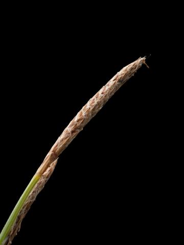 Carex Houghton(Carex houghtoniana)_4