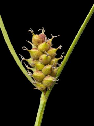 Carex Houghton(Carex houghtoniana)_5