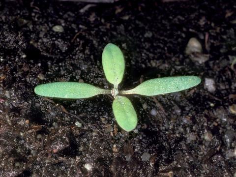 Chénopode feuilles figuier(Chenopodium ficifolium)_1