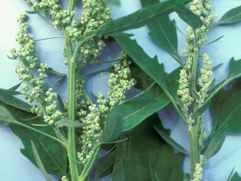 Chénopode feuilles figuier(Chenopodium ficifolium)_3