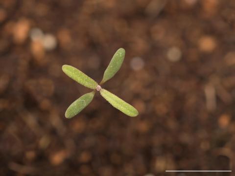 Chénopode feuilles figuier(Chenopodium ficifolium)_10