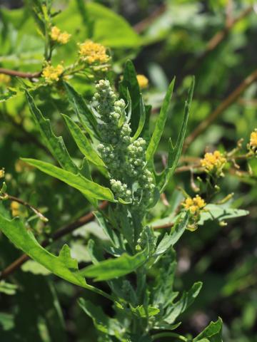 Chénopode feuilles figuier(Chenopodium ficifolium)_15