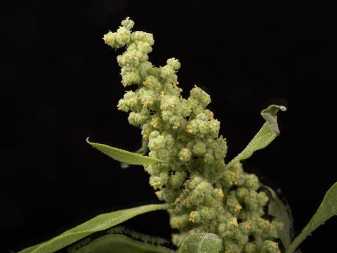 Chénopode feuilles figuier(Chenopodium ficifolium)_16