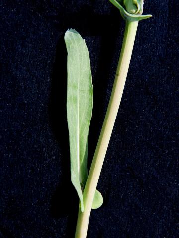 Canola(Brassica napus)_2