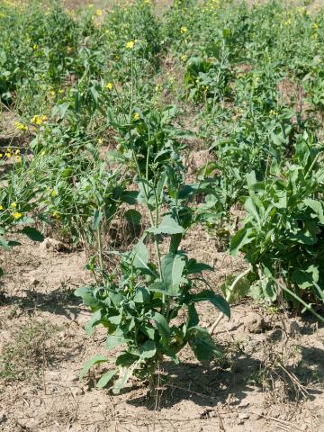 Canola(Brassica napus)_11