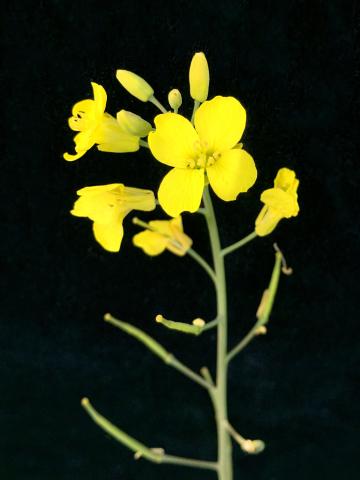 Canola(Brassica napus)_12