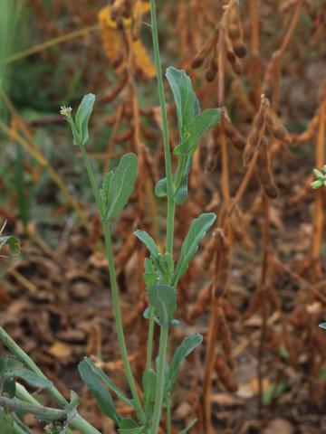 Canola(Brassica napus)_18