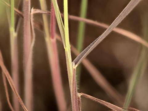 Orge queue-écureuil (Hordeum jubatum)_10