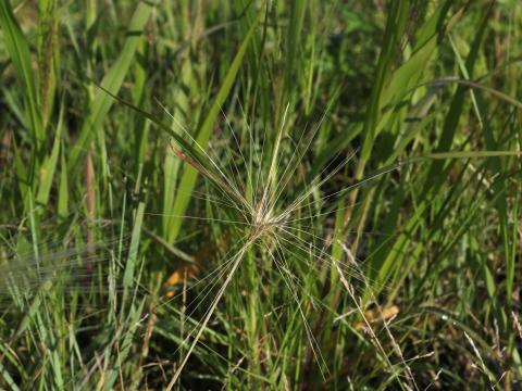 Orge queue-écureuil (Hordeum jubatum)_13