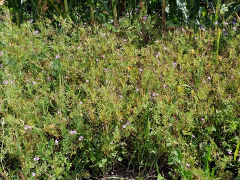 Érodium cicutaire (Erodium cicutarium)_1