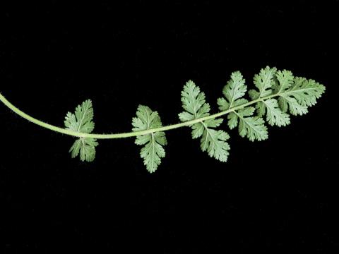 Érodium cicutaire (Erodium cicutarium)_3