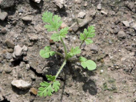 Érodium cicutaire (Erodium cicutarium)_8