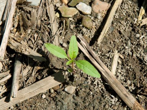 Amarante tuberculée(Amaranthus tuberculatus)_3