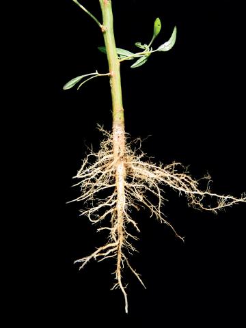 Amarante tuberculée(Amaranthus tuberculatus)_5