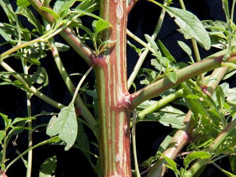 Amarante tuberculée(Amaranthus tuberculatus)_10