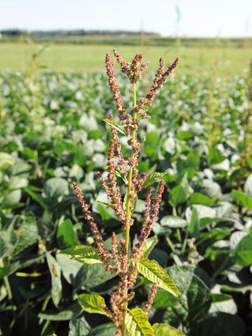 Amarante tuberculée(Amaranthus tuberculatus)_28