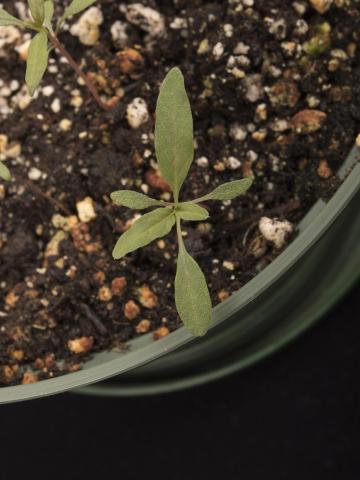 Amarante tuberculée(Amaranthus tuberculatus)_38