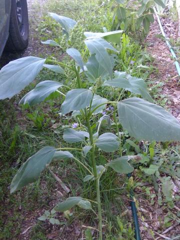 Ive feuilles lampourde (Cyclachaena xanthiifolia)_10