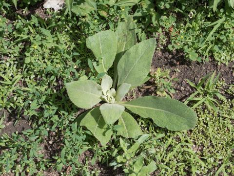 Grande molène (Verbascum thapsus)_5