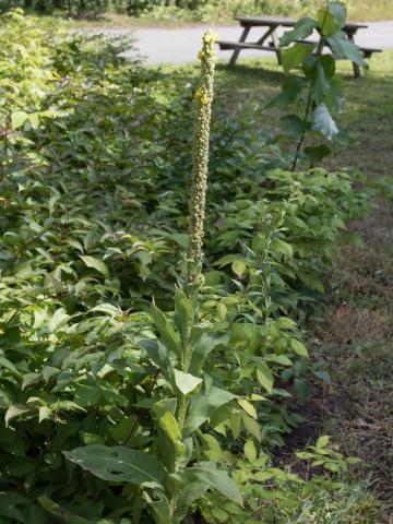 Grande molène (Verbascum thapsus)_7