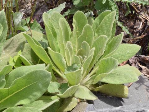 Grande molène (Verbascum thapsus)_12