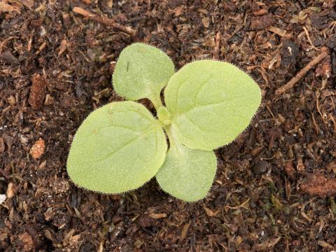 Grande molène (Verbascum thapsus)_13