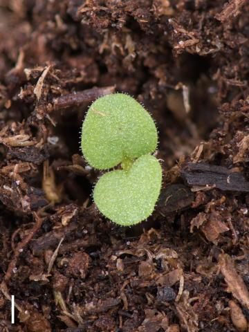 Grande molène (Verbascum thapsus)_15