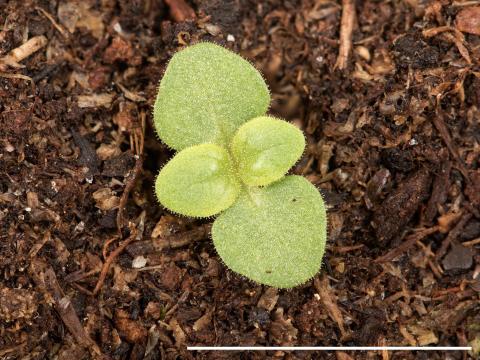 Grande molène (Verbascum thapsus)_16