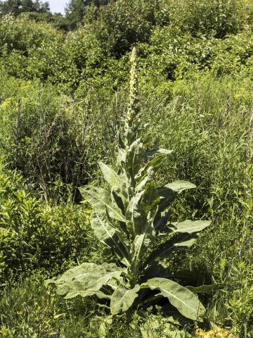 Grande molène (Verbascum thapsus)_18