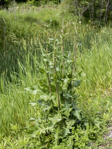 Chicorée sauvage(Cichorium intybus)_18